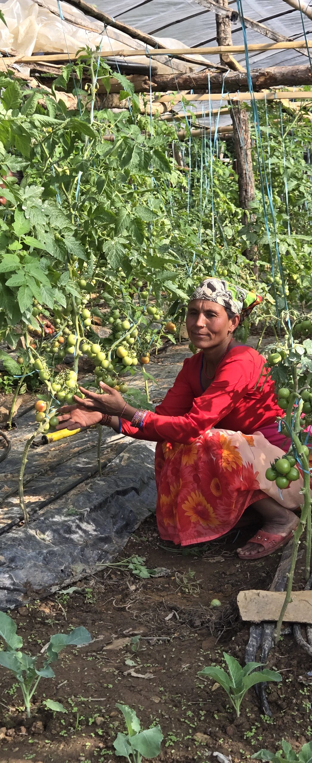 Implementation of Food Security and Livelihoods Recovery and Enhancement of Vulnerable Earthquake Affected Farmers in Jajarkot and Rukum-West Districts